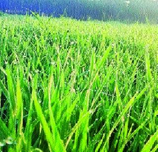 Baramati's mercury shot up to 7.2 degrees | बारामतीचा पारा ७.२ अंशांवर