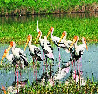 Arrival of foreign visitors to the U.K. | विदेशी पाहुण्यांचे उजनी धरणक्षेत्रात आगमन Arrival of foreign visitors to the U.K. | विदेशी पाहुण्यांचे उजनी धरणक्षेत्रात आगमन