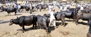 Bull market | बैलबाजारावर संक्रांत Bull market | बैलबाजारावर संक्रांत