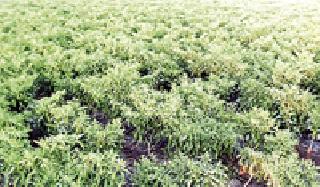 Unexplained diseases of pepper on 1.5 thousand hectares | दीड हजार हेक्टरवरील मिरचीवर अज्ञात रोग Unexplained diseases of pepper on 1.5 thousand hectares | दीड हजार हेक्टरवरील मिरचीवर अज्ञात रोग