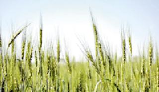 Doliate in green crop ...: | हिरव्या पिकात डोलाले... : Doliate in green crop ...: | हिरव्या पिकात डोलाले... :