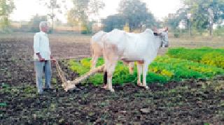 Half an acre farming yields 80 thousand rupees | अर्धा एकर शेतीत ८० हजारांचे उत्पन्न