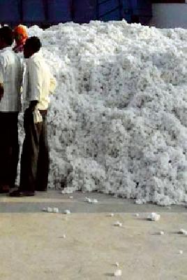 Farmers rejected cotton yarn for selling cotton | कापूस विक्रीसाठी शेतकऱ्यांनी पणन महासंघाला नाकारले Farmers rejected cotton yarn for selling cotton | कापूस विक्रीसाठी शेतकऱ्यांनी पणन महासंघाला नाकारले