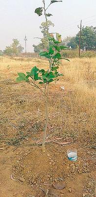 Watering plants through bottles | बाटल्यांच्या माध्यमातून रोपांना पाणी