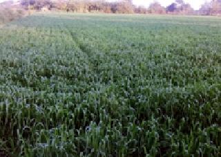 Wheat grass | गव्हाची हिरवळ...