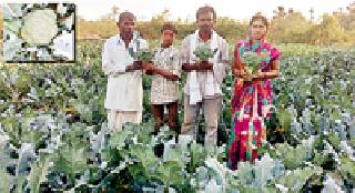 'Green cabbage' saved farmer's 'world' | ‘हिरव्या कोबी’ने वाचविला शेतकऱ्याचा ‘संसार’