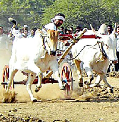 After the ban, Anand in Shankarapat | बंदी उठल्याने शंकरपट प्रेमींमध्ये आनंद After the ban, Anand in Shankarapat | बंदी उठल्याने शंकरपट प्रेमींमध्ये आनंद