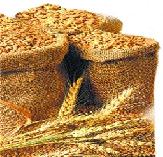 Due to the increase in temperature, wheat production will decline | तापमान वाढल्याने गव्हाचे उत्पादन घटणार Due to the increase in temperature, wheat production will decline | तापमान वाढल्याने गव्हाचे उत्पादन घटणार