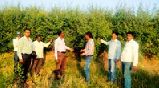 Pest Control Guidance: | कीड नियंत्रण मार्गदर्शन :