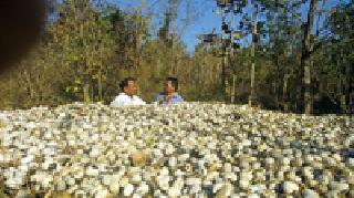 8 lakh rupees Tusshar fund production | आठ लाख रूपयांचे टसर कोष उत्पादन