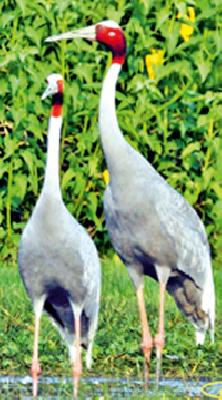 Do not disturb storks by photography | फोटोग्राफीतून सारसांना डिस्टर्ब करू नका