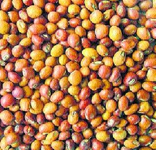 Farmer HariNan, because of his weaknesses | तुरीचा भाव गडगडल्याने शेतकरी हैराण Farmer HariNan, because of his weaknesses | तुरीचा भाव गडगडल्याने शेतकरी हैराण