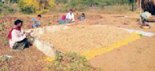 Groundbreaking: | भूईमुगाची तोडणी :