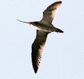 'Eurasian Coral' found in Pulanga | पुलगावात आढळला ‘युरेशियन कोरल’