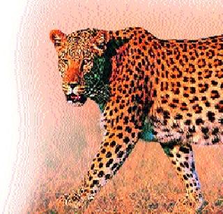 Leopard panic continued | बिबट्याची दहशत कायम