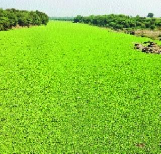 Watershed sheath on the Mula-Mutha river | मुळा-मुठा नदीवर जलपर्णीची चादर
