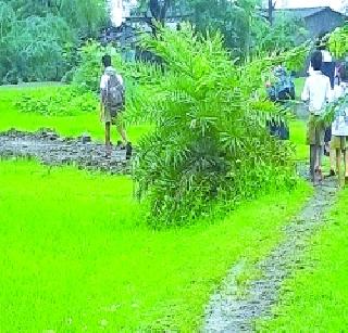 Only muddy road in the division | प्रभागात केवळ चिखलाचा रस्ता Only muddy road in the division | प्रभागात केवळ चिखलाचा रस्ता