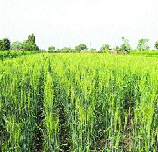 Wheat was the most risky crop in the state! | राज्यात गहू ठरले सर्वात जोखमीचे पीक ! Wheat was the most risky crop in the state! | राज्यात गहू ठरले सर्वात जोखमीचे पीक !