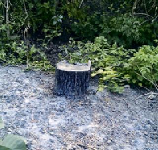 Slaughter of trees in the canal area | कालवा परिसरात झाडांची कत्तल Slaughter of trees in the canal area | कालवा परिसरात झाडांची कत्तल