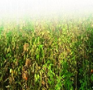 Influence of tomatoes on tomatoes | टोमॅटोवर करप्याचा प्रादुर्भाव Influence of tomatoes on tomatoes | टोमॅटोवर करप्याचा प्रादुर्भाव