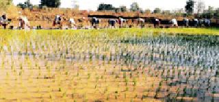 Summer Conditions: | उन्हाळी रोवणी :