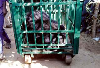 In three hours the bears get trapped in cages | तीन तासांत अस्वल अडकले पिंजऱ्यात