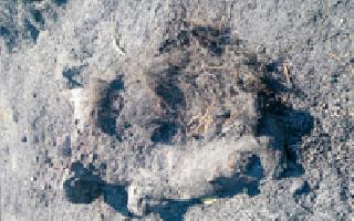 Burned two bears | दोन अस्वलांना जाळून मारले