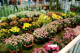 800 flowering species in flower show | पुष्प प्रदर्शनीत ८०० फुलांच्या प्रजाती