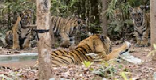 Tiger vision ... | व्याघ्र दर्शन... Tiger vision ... | व्याघ्र दर्शन...