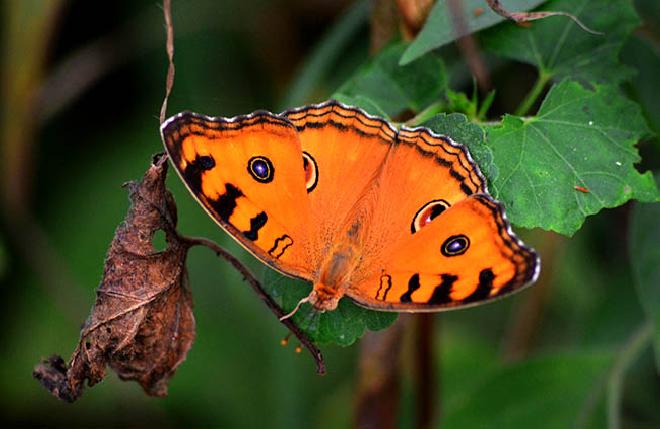 Looks good to the butterfly ... | छान किती दिसते फुलपाखरू...