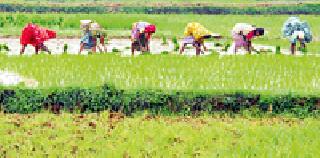 Increase in summer plantation area by water conveyor camp | जलयुक्त शिवार अभियानाने उन्हाळी लागवड क्षेत्रात वाढ