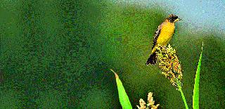 Staying in foreign lands in Katawan forest | काटवनच्या जंगलात परदेशी पक्ष्यांचा मुक्काम