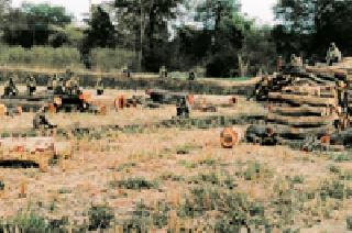 Monkey school: | माकडांची शाळा :