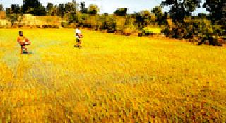 Throw manure: | खत फेकणी : Throw manure: | खत फेकणी :