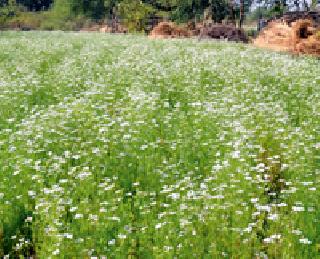 Coriander leaves ... | कोथिंबीर बहरली...