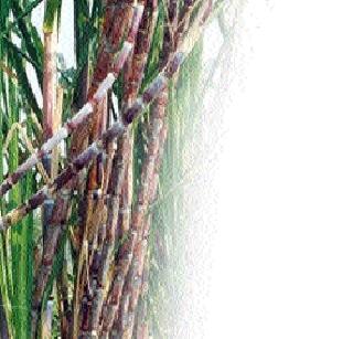 60 lakh 60 thousand tons of sugarcane crushing in the district | जिल्ह्यात ६० लाख ६० हजार टन उसाचे गाळप 60 lakh 60 thousand tons of sugarcane crushing in the district | जिल्ह्यात ६० लाख ६० हजार टन उसाचे गाळप