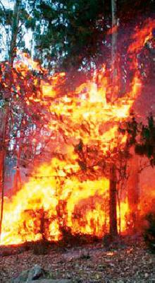 'Alert' in the forest | वनव्याच्या पार्श्वभूमीवर जंगलात ‘अलर्ट’