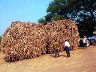 Sanjeevani is getting chips for grape farmers | द्राक्ष बागायतदारांसाठी चिपाड ठरताहेत संजीवनी