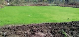 Summer paddy on 5,000 hectares | पाच हजार हेक्टरवर उन्हाळी धान