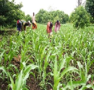 Only then will the country become a superpower if the rural economy gets reinforced! | ग्रामीण अर्थव्यवस्था सुदृढ झाली, तरच देश महासत्ता होईल!