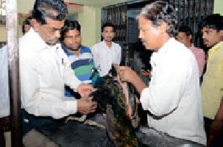 Lived the paralyzed injured peacocks | पक्षिमित्रांनी दिले जखमी मोराला जीवदान Lived the paralyzed injured peacocks | पक्षिमित्रांनी दिले जखमी मोराला जीवदान