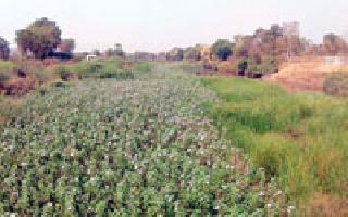 Bhaashram block on the river Dham | धाम नदीला बेशरमचा विळखा Bhaashram block on the river Dham | धाम नदीला बेशरमचा विळखा