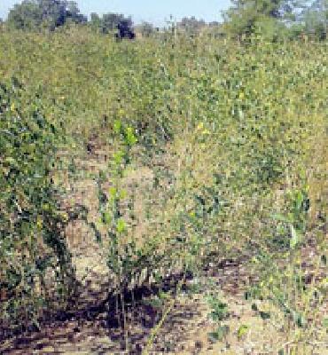 Agriculture by encroaching on government land | शासकीय जमिनीवर अतिक्रमण करून केली शेती Agriculture by encroaching on government land | शासकीय जमिनीवर अतिक्रमण करून केली शेती