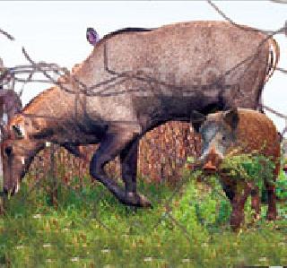 Groundnut of six thousand hectares has cropped up | सहा हजार हेक्टरवरील पीक झाले भुईसपाट Groundnut of six thousand hectares has cropped up | सहा हजार हेक्टरवरील पीक झाले भुईसपाट