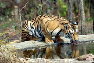 'Stay awake' on the water tigers in tiger projects | व्याघ्र प्रकल्पांत पाणवठ्यांवर ‘जागते रहो’