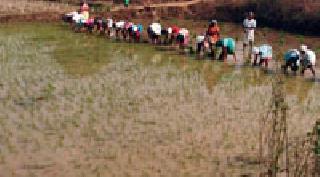 Double crop of Dhana in Talodhi area | तळोधी परिसरात धानाची डबल फसल Double crop of Dhana in Talodhi area | तळोधी परिसरात धानाची डबल फसल