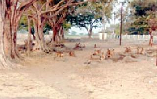 Monkey; Farmer Haran | माकडांचा उच्छाद; शेतकरी हैराण Monkey; Farmer Haran | माकडांचा उच्छाद; शेतकरी हैराण