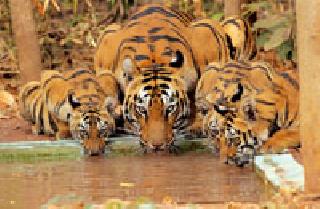 The sight of trupti ... | तृप्तीचे दर्शन... The sight of trupti ... | तृप्तीचे दर्शन...