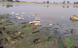 The rotten beetle in the Bhavani lake | भवानी तलावात मृत मास्यांचा सडा The rotten beetle in the Bhavani lake | भवानी तलावात मृत मास्यांचा सडा