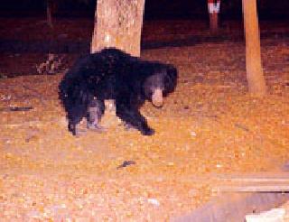 The look of the bear ... | अस्वलाचे दर्शन... The look of the bear ... | अस्वलाचे दर्शन...